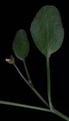 Cardamine integra. Cauline leaves.
 Image: P.B. Heenan © Landcare Research 2019 CC BY 3.0 NZ